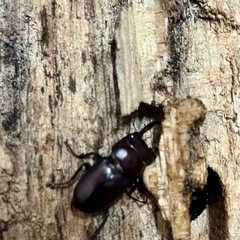 ハチジョウコクワガタ♂♀ペアの画像