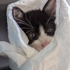子猫ハチワレのハチオ🐾男の子🐾1ヶ月ぐらい