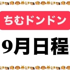 個人参加型バレーボール　ちむドンドン　9月日程