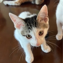 至急‼️譲渡すぐ！トイレも完璧！可愛い女の子９月７日で3か月！！