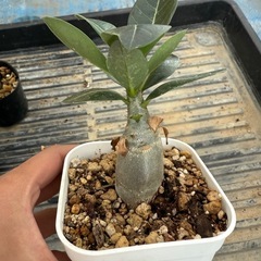 アデニウム　アラビカム　3株の画像