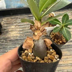 アデニウム　アラビカム　3株の画像