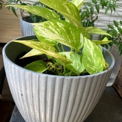 観葉植物　ポトス　鉢ごとの画像