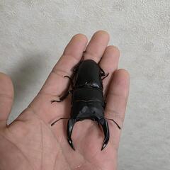 能勢SR 血統オオクワガタペア♂76㍉♀52㍉の画像