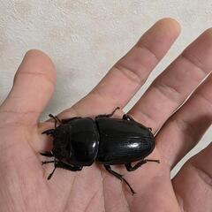 能勢SR 血統オオクワガタペア♂76㍉♀52㍉の画像