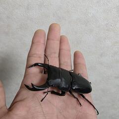 能勢SR 血統オオクワガタペア♂76㍉♀52㍉の画像