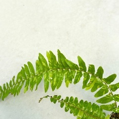 珍しいシダ（マーブル）抜き苗　植物の画像