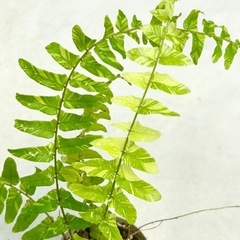 珍しいシダ（マーブル）抜き苗　植物の画像