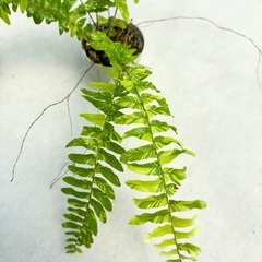 珍しいシダ（マーブル）抜き苗　植物の画像
