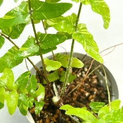 珍しいシダ（マーブル）抜き苗　植物の画像