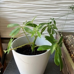 観葉植物カポック　　鉢ごとの画像