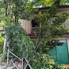 無料　剪定した月桂樹の木、葉っぱ差し上げますの画像