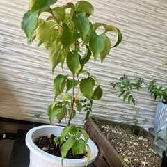 ヤマボウシの木　鉢ごとの画像