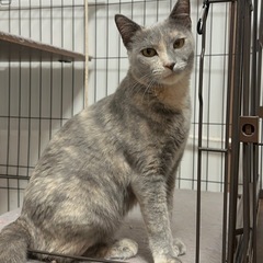 パステルサビ 母猫リンちゃん 推定2~3歳