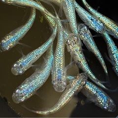 メダカ ネプチューン 2ペアの画像