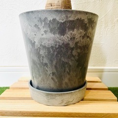 ガジュマル　観葉植物　鉢植え　そのまま飾れる　無機質の土の画像