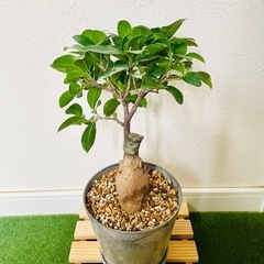ガジュマル　観葉植物　鉢植え　そのまま飾れる　無機質の土の画像