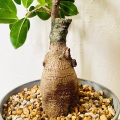 ガジュマル　観葉植物　鉢植え　そのまま飾れる　無機質の土の画像
