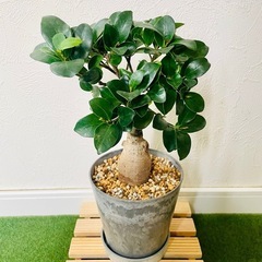 ガジュマル　観葉植物　鉢植え　そのまま飾れる　無機質の土の画像
