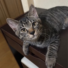 4月16日 むかわ町にて保護 （仮）サジーちゃん