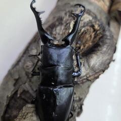 ギラファノコギリクワガタの画像