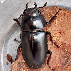 【取引中】セリコルニスノコギリクワガタ【♂♀♀】トリプル！の画像