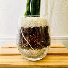 サンスベリア　ミカド　観葉植物　ハイドロカルチャーの画像
