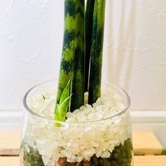 サンスベリア　ミカド　観葉植物　ハイドロカルチャーの画像