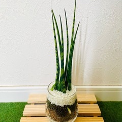 サンスベリア　ミカド　観葉植物　ハイドロカルチャーの画像