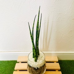 サンスベリア　ミカド　観葉植物　ハイドロカルチャーの画像