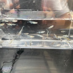 メダカ！サバスの幼魚１０匹の画像
