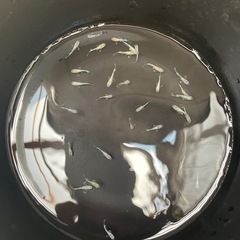 メダカ！サバスの幼魚１０匹の画像
