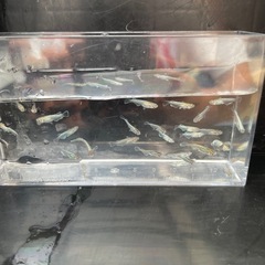 メダカ！サバスの幼魚１０匹の画像