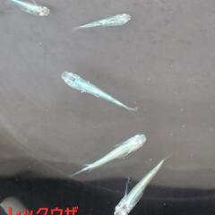 【改良メダカ】🐠レックウザ🐠成魚🐠8匹🐠現物個体🐠の画像