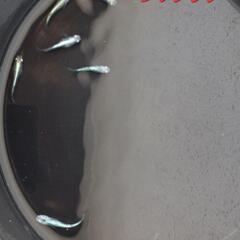 【改良メダカ】🐠レックウザ🐠成魚🐠8匹🐠現物個体🐠の画像