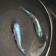 アニキ（ミントスター月虹対外光）めだか若魚　7匹の画像