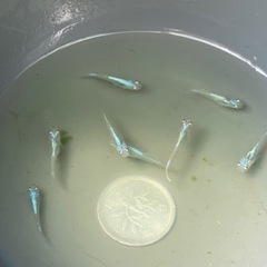 アニキ（ミントスター月虹対外光）めだか若魚　7匹の画像