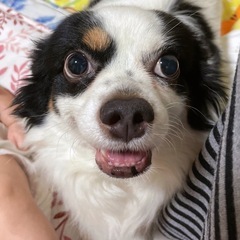チワワ✖️マルチーズダックス