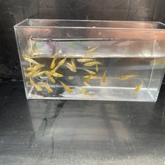 メダカ！レクリス若魚１０匹お話し中の画像