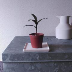 観葉植物　レデボウリアの画像