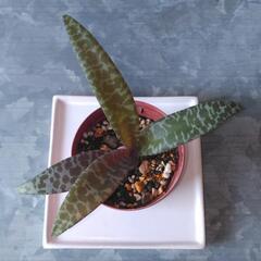 観葉植物　レデボウリアの画像