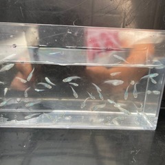 メダカ！深海、幼魚１０匹の画像