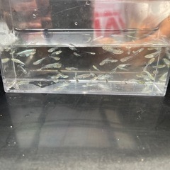 メダカ！マリアージュ幼魚１５匹お話し中の画像