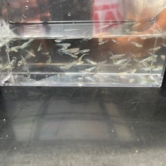 メダカ！マリアージュ幼魚１５匹お話し中の画像