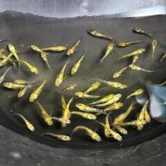 夜桜ゴールドXメダカ若魚10匹+aの画像