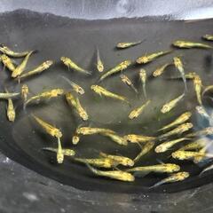 夜桜ゴールドXメダカ若魚10匹+aの画像