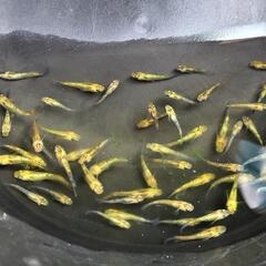 夜桜ゴールドXメダカ若魚10匹+aの画像