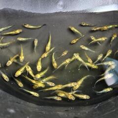 夜桜ゴールドXメダカ若魚10匹+aの画像