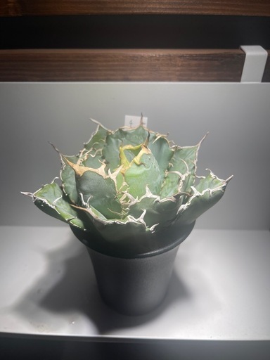 アガベ　白鯨  Agave titanota 'Hakugei'