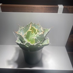 アガベ　白鯨  Agave titanota 'Hakugei'の画像